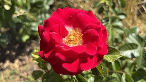 Eine rote Rose mit dem Namen Nüsser Röske