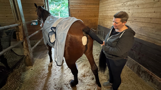 Ein verletzts Pferd steht mit einem Pflaster auf der Wunde und der Besitzerin im Stall.