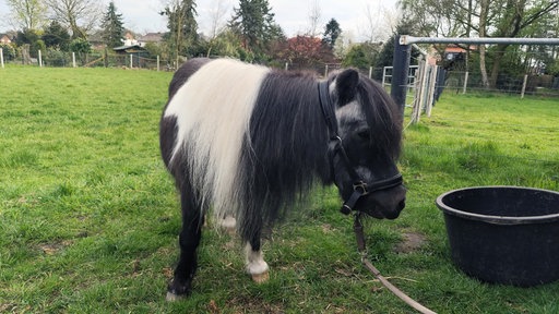 Das Pony Whisky steht auf einer Weide und schaut zur Seite.