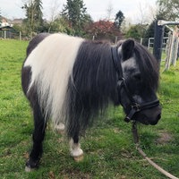 Das Pony Whisky steht auf einer Weide und schaut zur Seite.