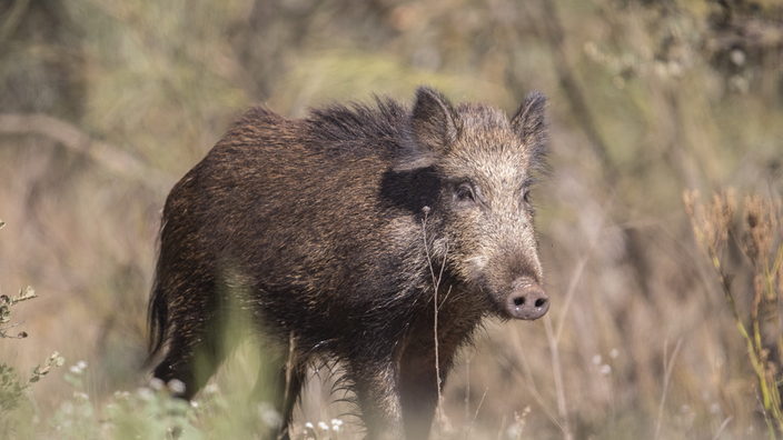 Wildschwein