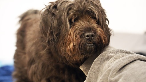 Hund