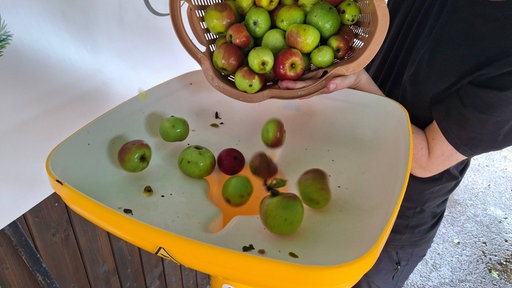 Geerntete Äpfel werden aus einem Korb in eine Schale geschüttet