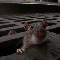 Eine Maus kriecht aus einem Kanaldeckel