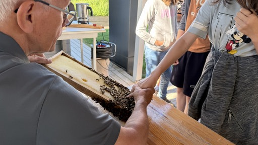 Eines der Kinder traut sich unter Anlitung die Bienen zu berühren