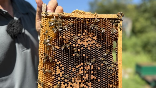 Bienen krabbeln über die gezeigte Warbe