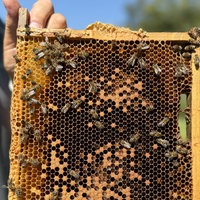 Bienen krabbeln über die gezeigte Warbe