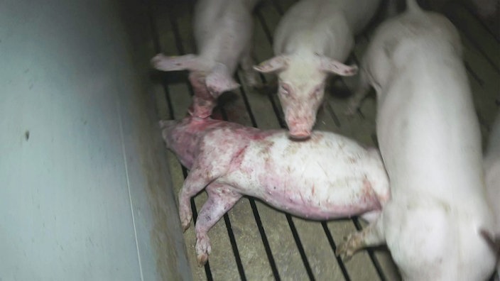 Totes Schwein am Boden