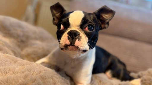 Ausgesetzte Boston-Terrier-Hündin Rosi