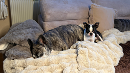 Ausgesetzte Boston-Terrier-Hündin Rosi mit weiterem Hund