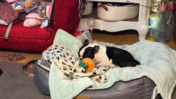 Ausgesetzte Boston-Terrier-Hündin Rosi