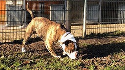 Eine Bulldogge schnüffelt am Boden