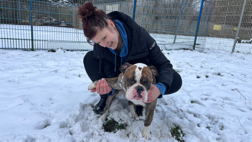 Hund mit Mensch dahinter