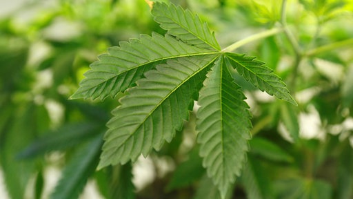 Mehrere grüne Cannabispflanzen