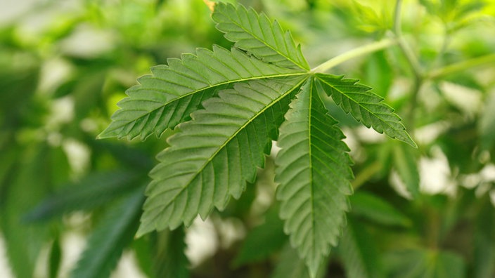 Mehrere grüne Cannabispflanzen