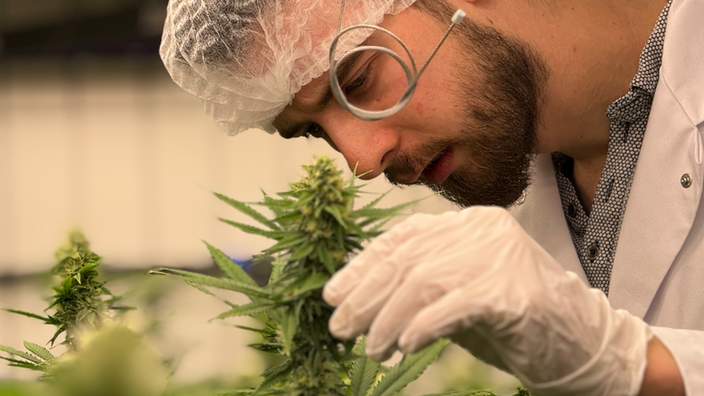 Die Pflanzen des Cannabis Clubs in Werl