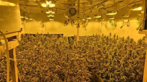 Eine Cannabisplantage mit künstlichem Sonnenlicht