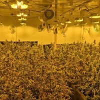 Eine Cannabisplantage mit künstlichem Sonnenlicht