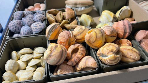 Muscheln verschiedener Arten liegen in Pappboxen.