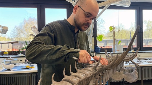 Ein Mann bearbeitet ein Dino-Skelett.