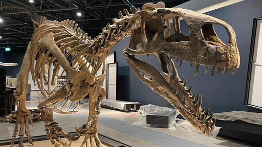 Ein Dinosaurierskellet in einem Museum.