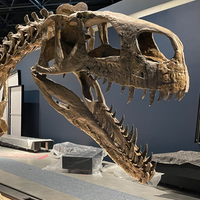 Ein Dinosaurierskellet in einem Museum.