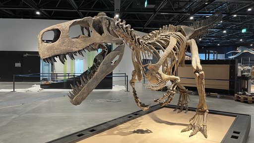 Ein Dinosaurierskellet in einem Museum.