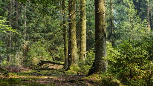 Fichtenforst im Arnsberger Wald
