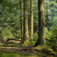 Fichtenforst im Arnsberger Wald