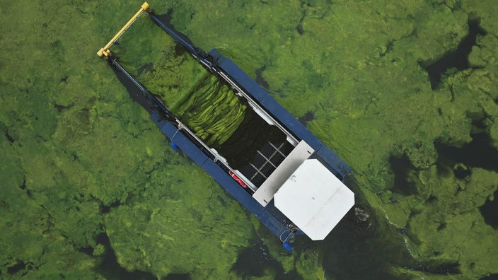 Das Bild zeigt aus der Vogelperspektive ein Mähboot, dass sic durch einen dichten grünen Teppich aus Algen und Wasserpest kämpft. 