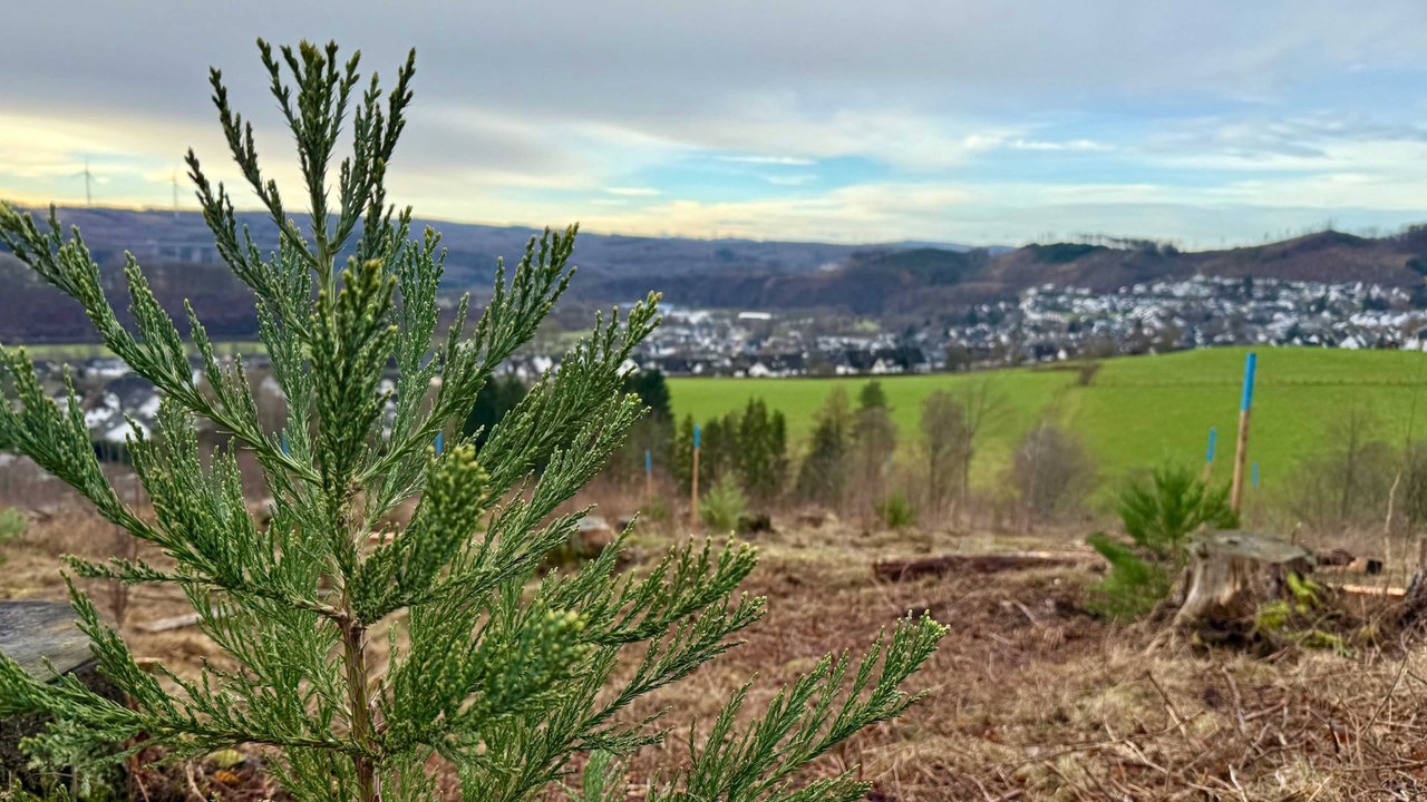 Arboretum in Arnsberg