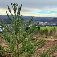 Arboretum in Arnsberg