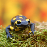 Ein schwarz-gelber Salamander auf Moos 