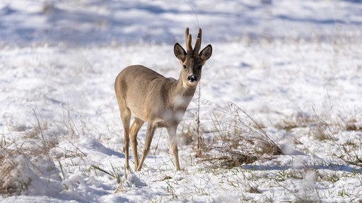 Ein Rehbock im Schnee