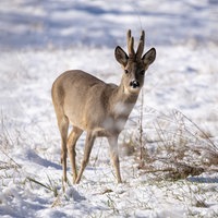 Ein Rehbock im Schnee