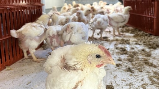 Ein Hähnchen