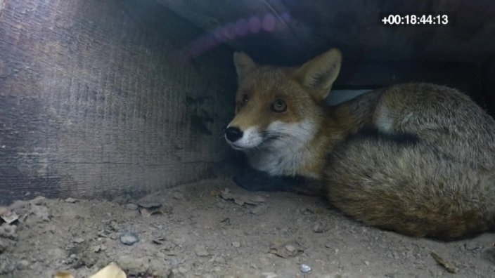 Ein Fuchs versteckt sich in einem Bau.