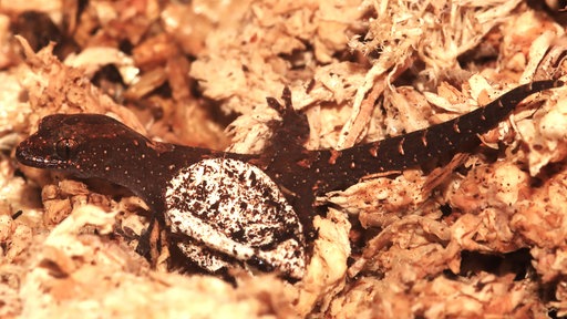 Ein Gecko der Art Bavayia exsuccida ist auf dem Bild zu sehen.