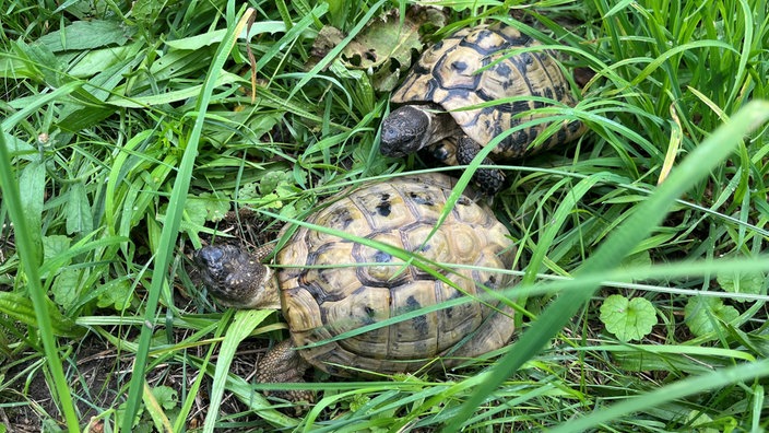 Zwei Schildkröten im Gras.