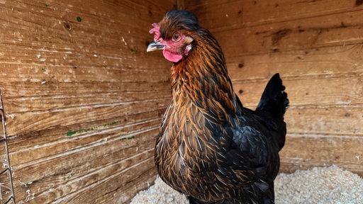 Das vermisste Huhn im Gehege