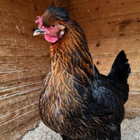 Das vermisste Huhn im Gehege