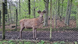 Der ausgebüxte Rothirsch Mike im Bielefelder Tiergehege Olderdissen.