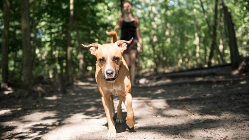 Ein Hund im Wald