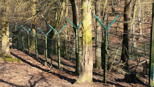 Ein Waldstück mit kahlen Bäumen. In der Mitte ist ein grüner Zaun.