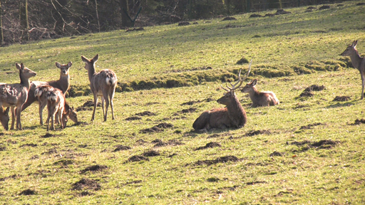Rehe und ein Hirsch auf einer Wiese.
