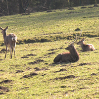 Rehe und ein Hirsch auf einer Wiese.