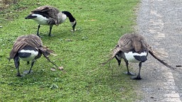 Drei Kanadagänse sind von hinten zu sehen