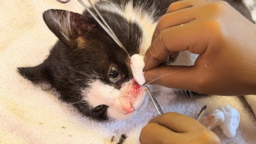 Eine Katze mit einer Kopfverletzung
