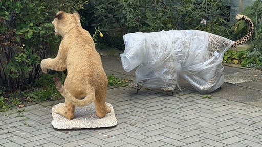 Zwei Präparate von Raubkatzen vor einer Hecke auf einem Gehweg.