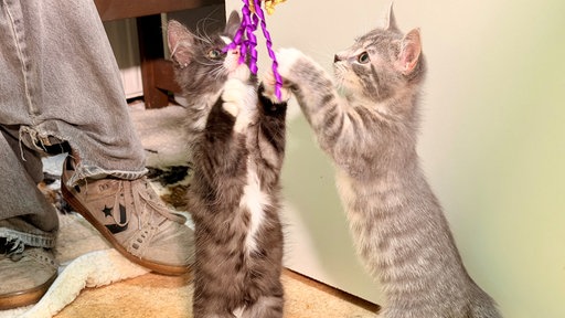 Zwei kleine Kitten spielen mit einem Menschen und einem Spielzeug